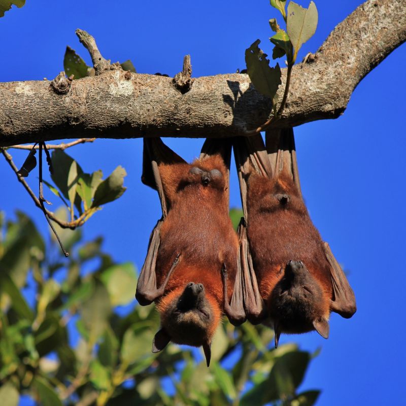 Bat Infestations In Homes: Health Risks And Safe Removal