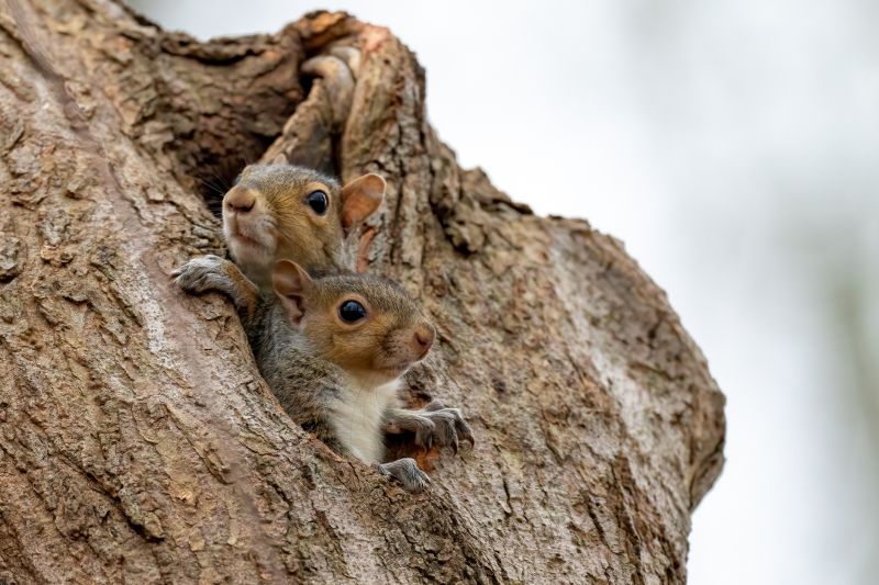 Chimney Squirrel Removal