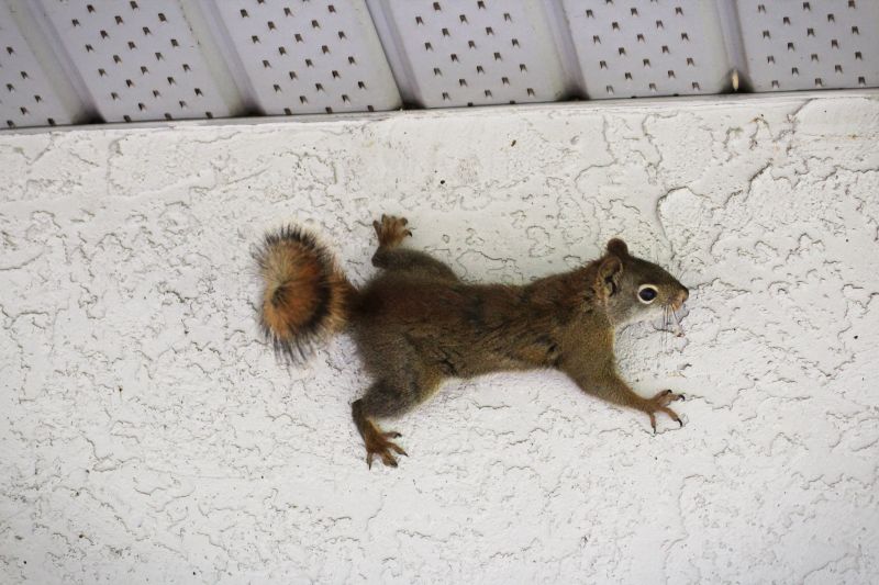 Chimney Squirrel Removal
