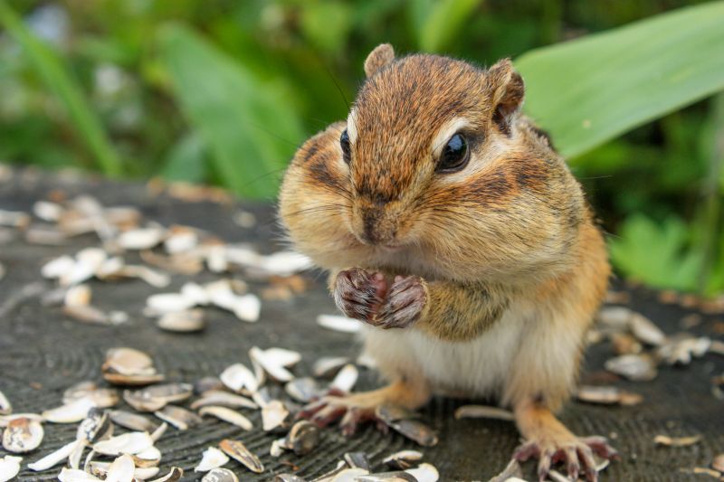 Chipmunk Removal Service