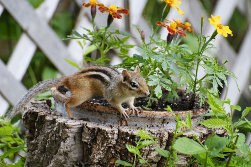 Chipmunk Removal Service