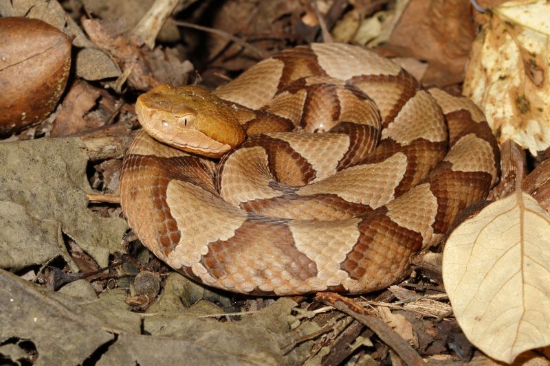 Copperhead Removal