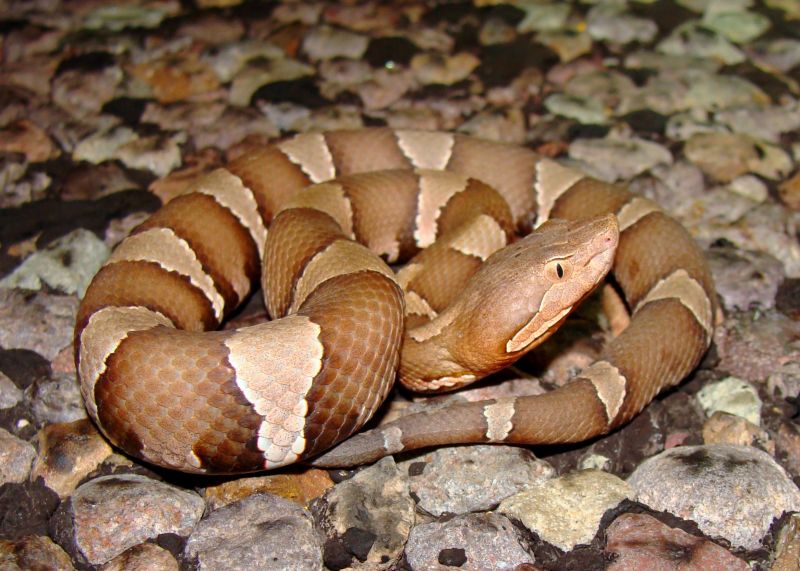 Copperhead Removal