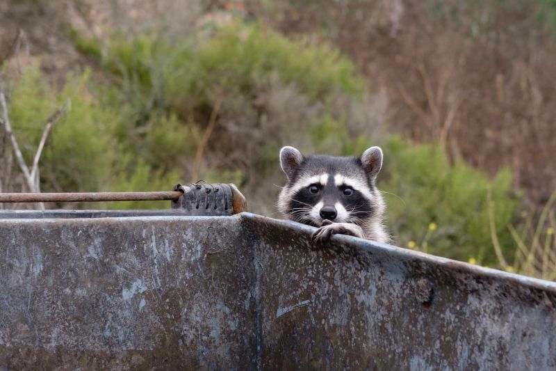 Attic Racoon Removal detail