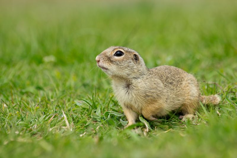 Gopher Extermination Service detail