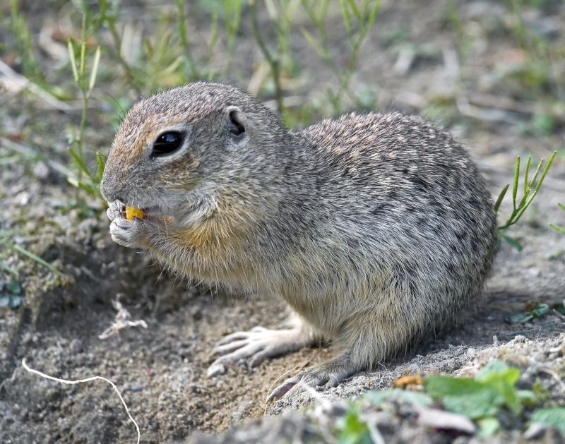 Gopher Extermination Service detail