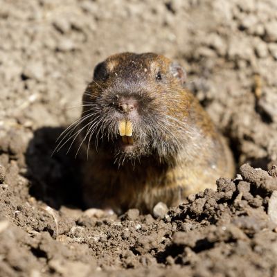 Gopher Extermination Service detail