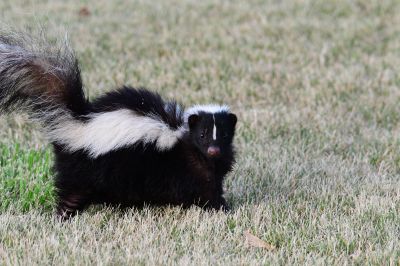 Skunk Extermination detail
