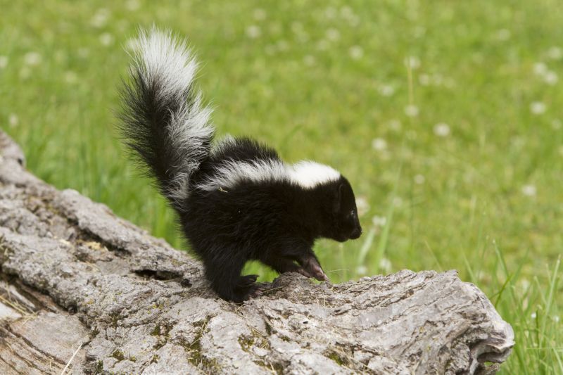 Skunk Extermination detail