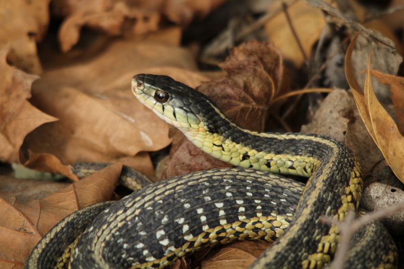 Garter Snake Removal