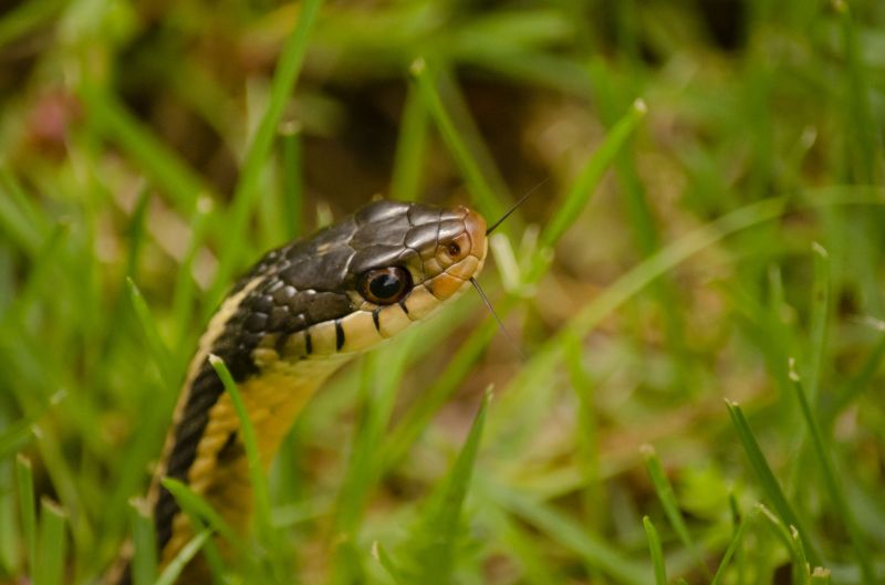 Garter Snake Removal
