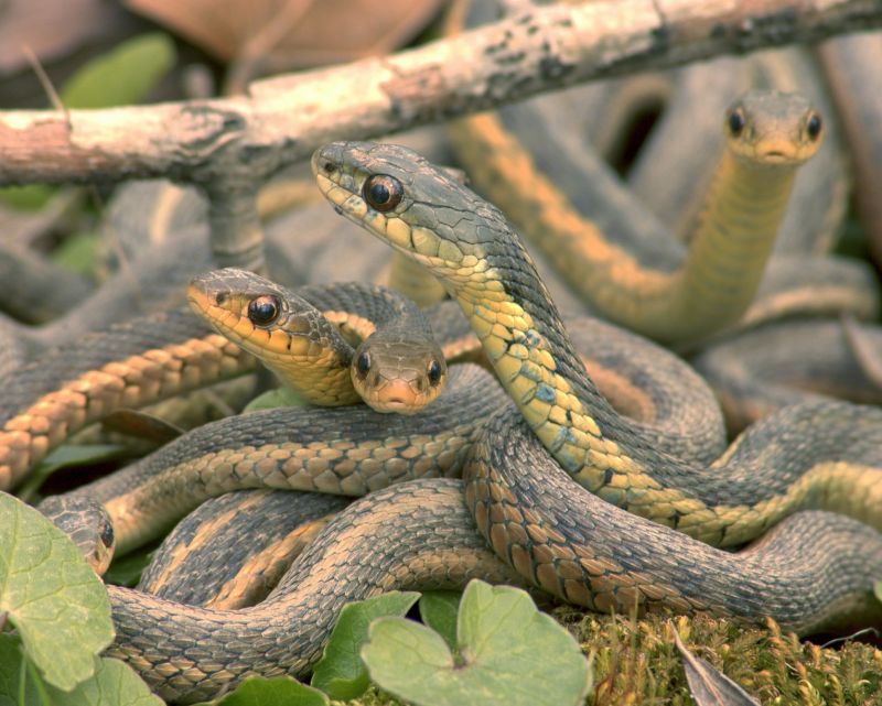 Garter Snake Removal