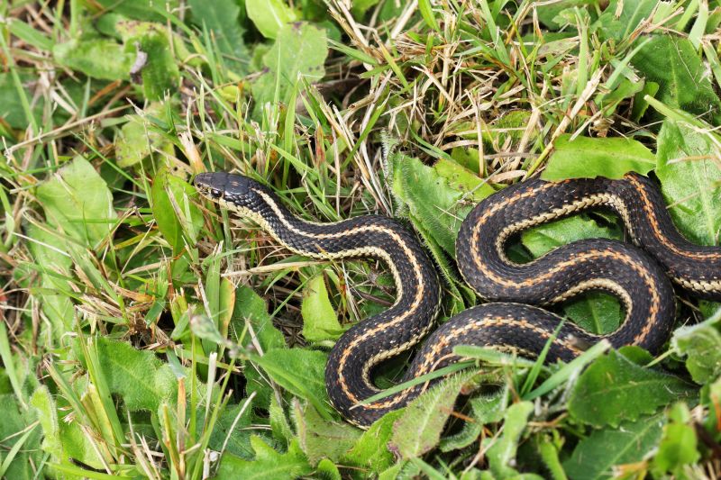 Garter Snake Removal