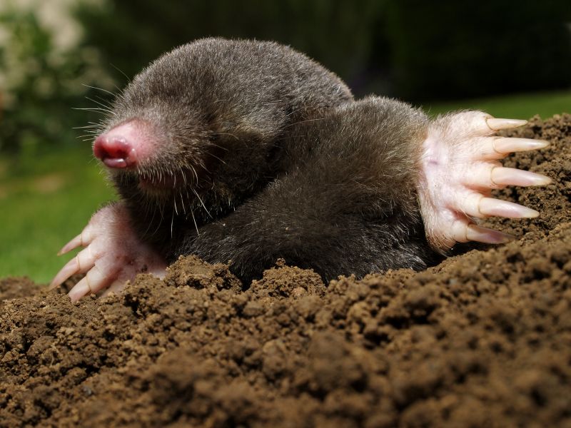 Mole Trapping Service