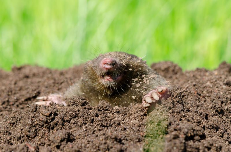 Mole Trapping Service