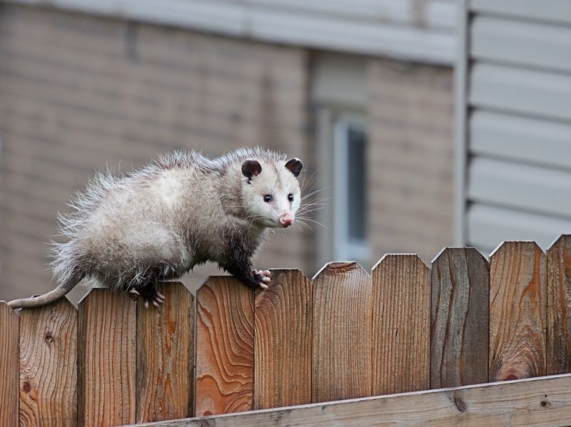 Opossum Removal Service