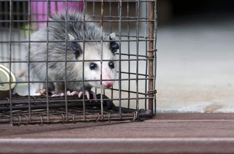 Opossum Removal Service