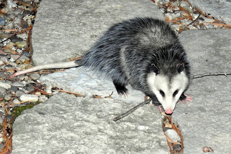 Opossum Removal Service