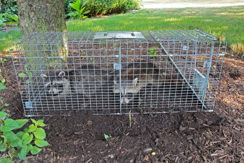 Possum Trapping Service