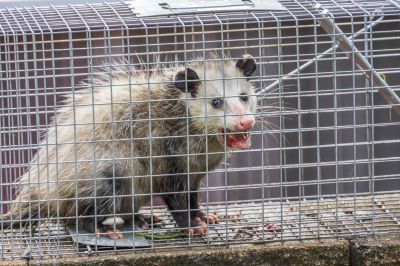 Possum Trapping Service