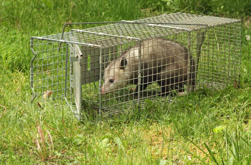Possum Trapping Service