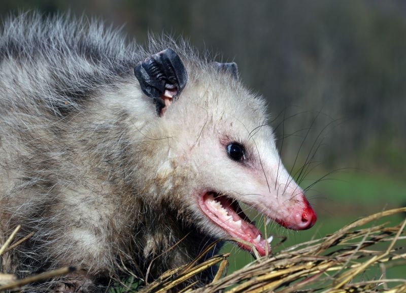 Possum Trapping Service