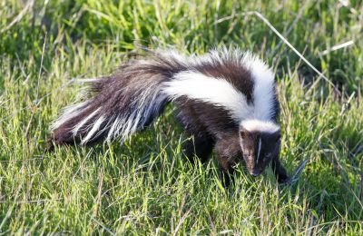 Skunk Extermination
