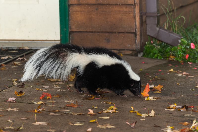 Skunk Extermination
