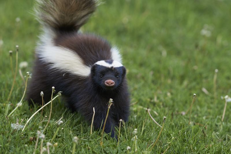 Skunk Extermination