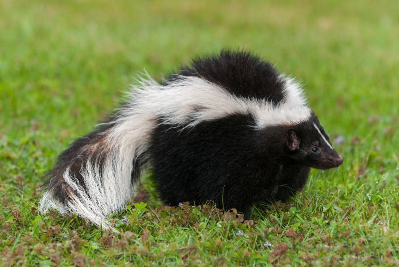 Skunk Extermination