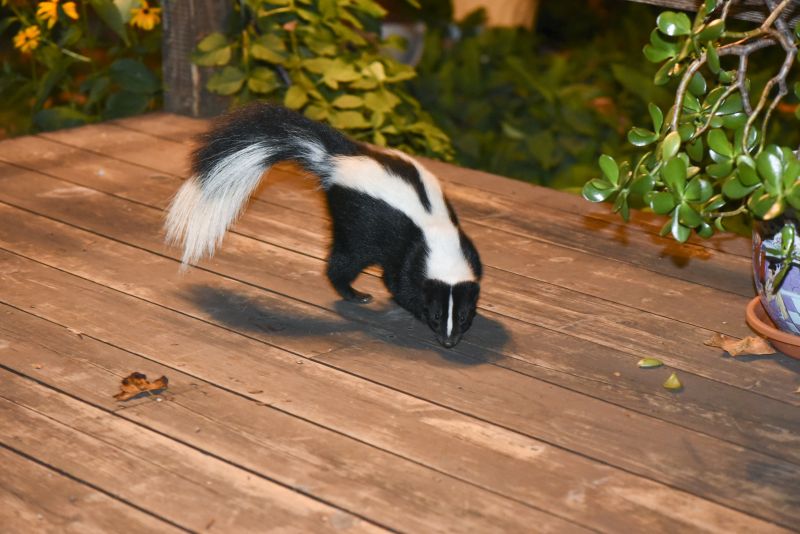 Skunk Encounter