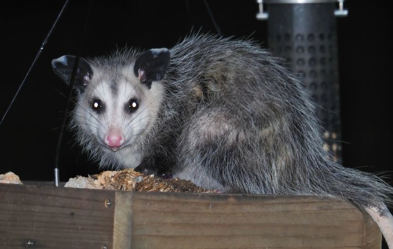 Opossum