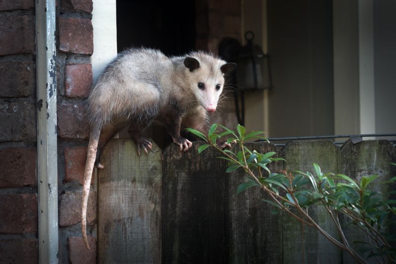 Opossum Shelter