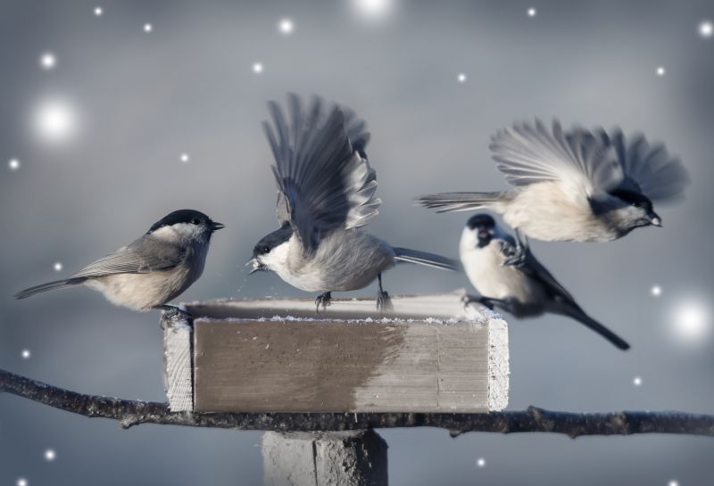 Wildlife Habitat Control