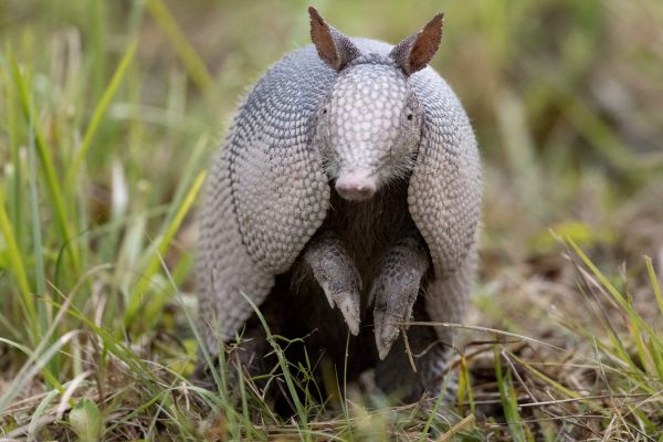 Armadillo Removal in Alexandria
