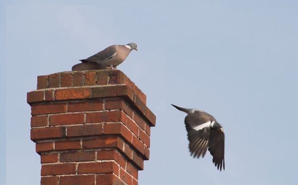 Chimney Animal Removal in Alexandria