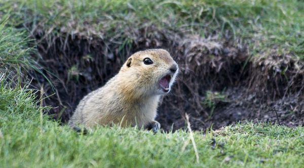 Gopher Removal Service in Alexandria