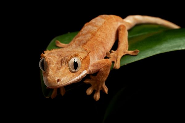 Lizard Removal in Alexandria