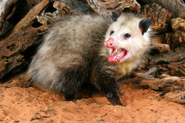 Possum Removal in Alexandria