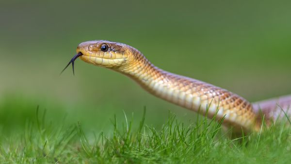 Snake Control Service in Alexandria