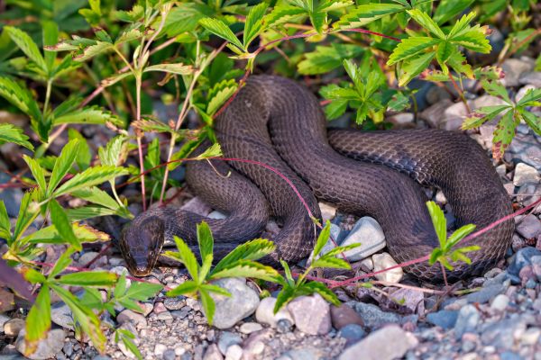 Snake Removal Service in Alexandria