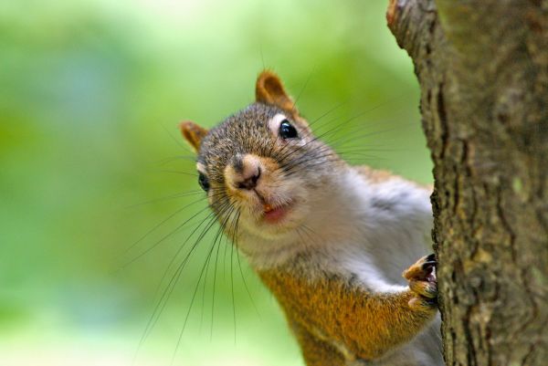 Squirrel Removal Service in Alexandria