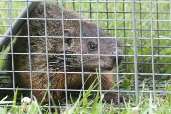 Groundhog Extermination in Alexandria