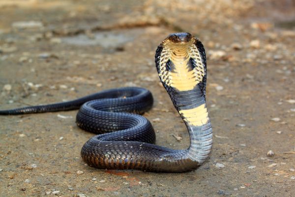 Cobra Control
