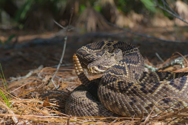 Rattlesnake Removal in Alexandria