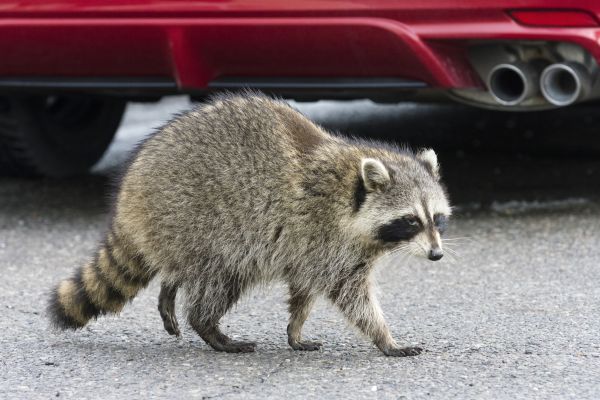 Wildlife Remediation