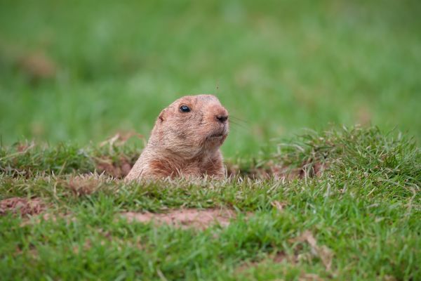 Groundhog Removal Service in Alexandria