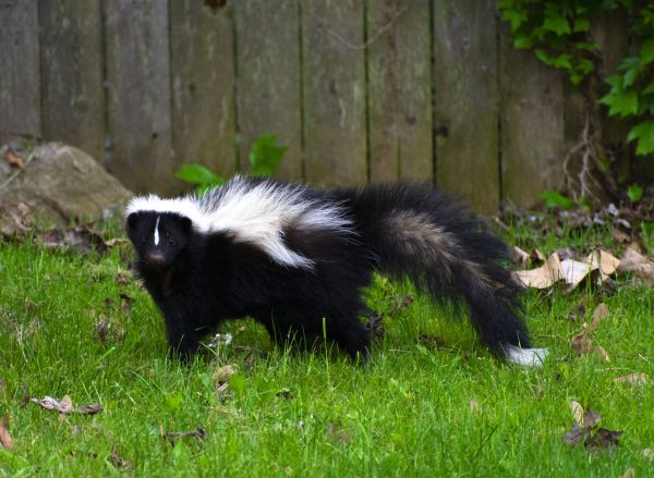 Skunk Removal Service in Alexandria