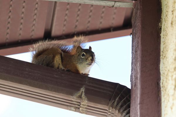 Wildlife Removal Service in Alexandria