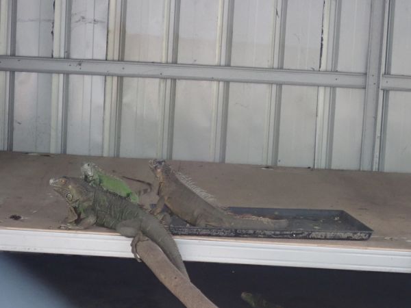 Iguana Removal in Alexandria